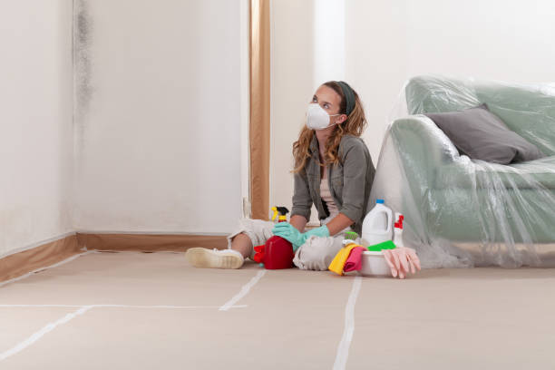 Reliable Mold Cleanup contractor in Roselle, NJ by Cheap Mold Removal
