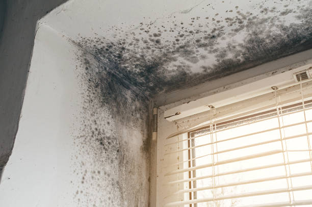 Trusted Black Mold Removal service in Roselle, NJ - Cheap Mold Removal